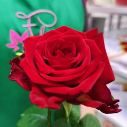 Букет из 1 красной розы 70 см - увеличить