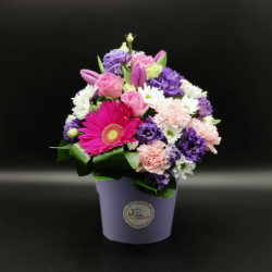Цветы в коробке из тюльпанов и гербер "Дария" - увеличить