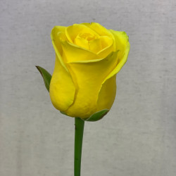 Букет из 1 желтой розы 70 см - увеличить