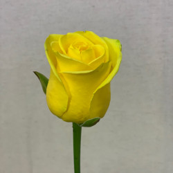 Букет из 1 желтой розы 60 см - увеличить