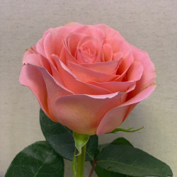 Букет из 1 розовой эквадорской розы 60 см - увеличить