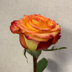 Букет из 1 оранжевой эквадорской розы 70 см - увеличить