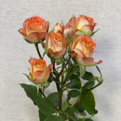 Букет из 1 оранжевой кустовой розы - увеличить