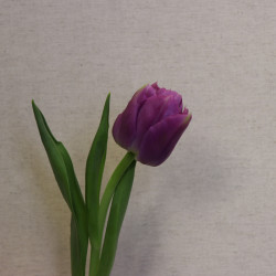 Букет из 1 фиолетового тюльпана - увеличить