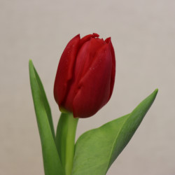 Букет из 1 красного тюльпана - увеличить