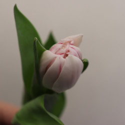 Букет из 1 розового тюльпана - увеличить
