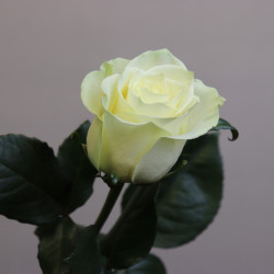 Букет из 1 белой эквадорской розы 70 см - увеличить