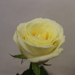 Букет из 1 белой розы 60 см - увеличить