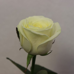 Букет из 1 белой розы 50 см - увеличить